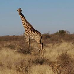 Giraffen, Zebras, Gnus und mehr
