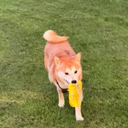 Mica spielt beim Abendrundgang