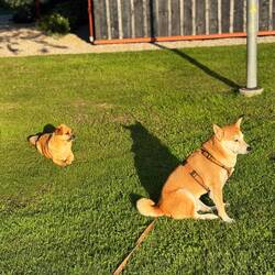 Sehr freundlicher "Hausherr" begrüßt Mica auf dem Campingplatz.