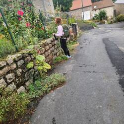 Admiring the hollyhocks