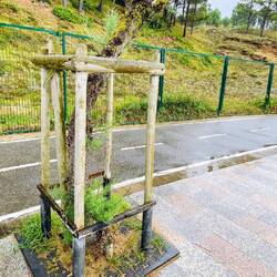 Árboles bien protegidos