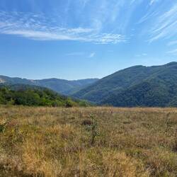 Buchenwald bis zum Horizont