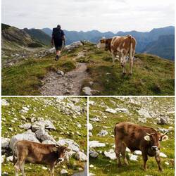 Tierische Begegnungen