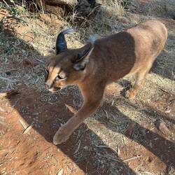 Auch ein zahmer Luchs lebt auf der Farm.