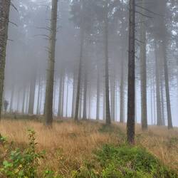 Nebel ist jetzt mein Begleiter.