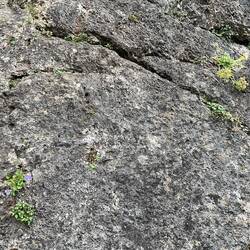 It's amazing how plants manage to grow in the cracks