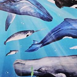 Flyer vom Walmuseum 🐋😍