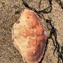 Es waren nur Krabben am Strabd zu finden ! Ob jetzt als Futter oder oder gehäutet wissen wir nicht