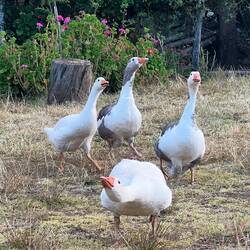 Joanna's geese pay us a visit at breakfast