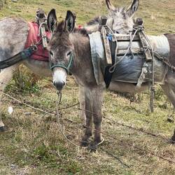 Very cute donkeys with traditional harness
