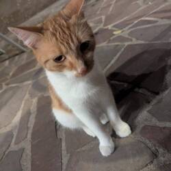 Hier bettelt sie noch zuckersüß...