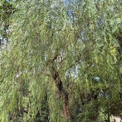 Pepper tree