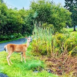 Die laufen hier durch die Vorgärten...