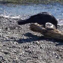 Im Holz müssen Leckereien versteckt sein
