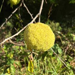 Was sind das für Früchte?