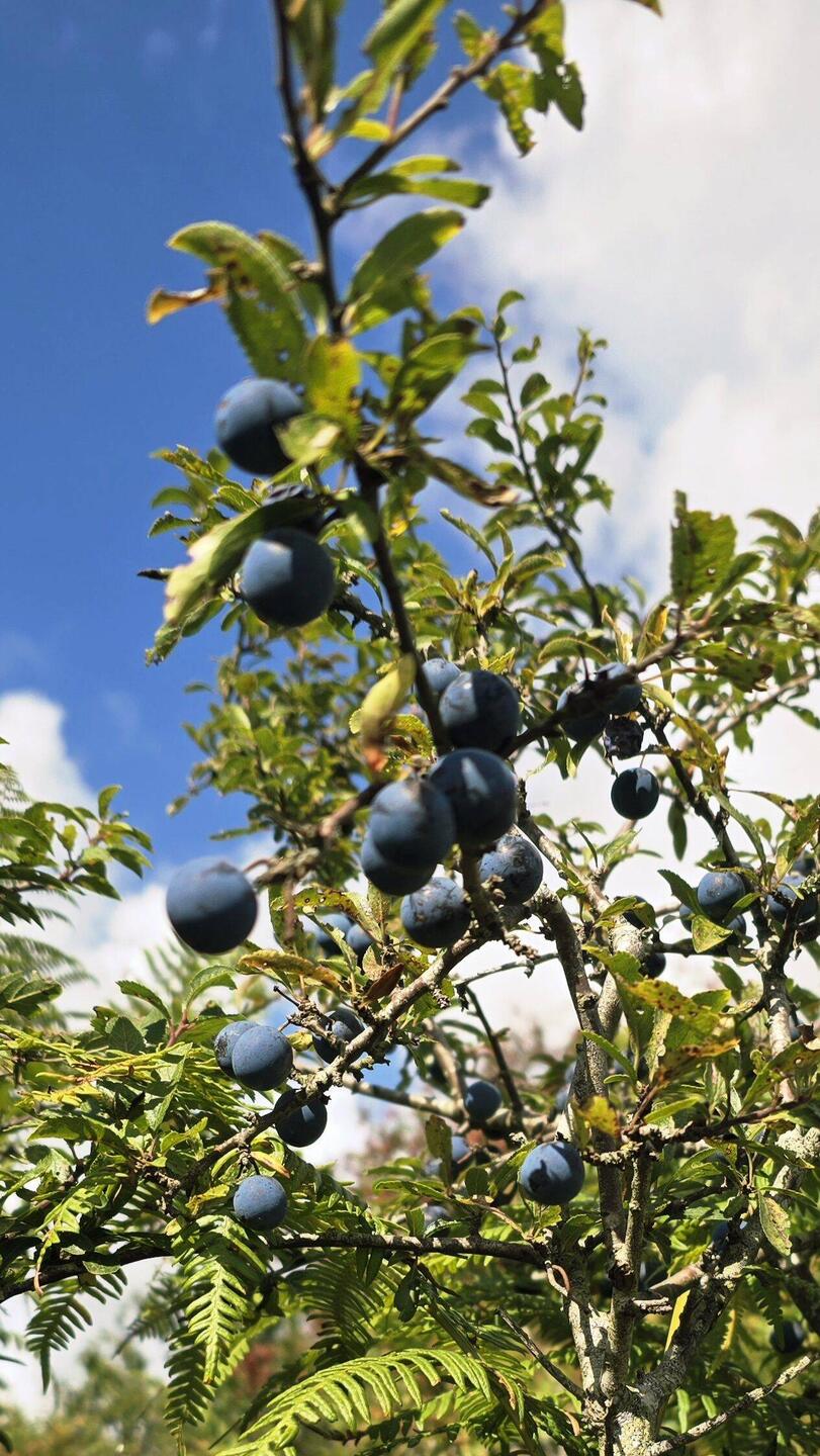Schlehenbeeren