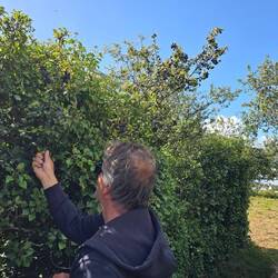 Der Chefpflücker 😎