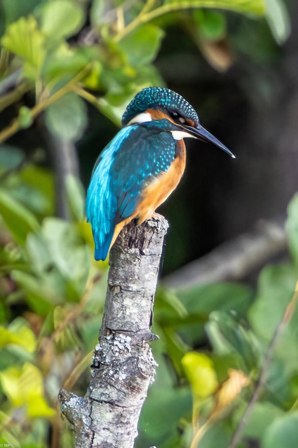 Endlich ein Eisvogel der sich mal zeigt. Foto aus ca 150 m vom Kanu aus.