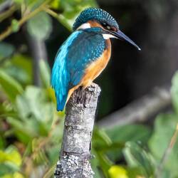 Endlich ein Eisvogel der sich mal zeigt. Foto aus ca 150 m vom Kanu aus.