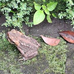 Wildlife at the Fort