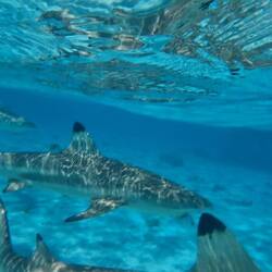 Requins "pointes noires"