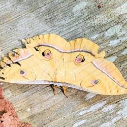 Schmetterling (Handteller gross)