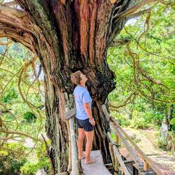 800 Jahre alter Baum