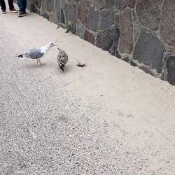 Der Kampf um die Krabbe🦀gefressen hat sie keiner, der Krabbe hat's aber ein Bein gekostet🫢