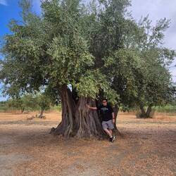 2000 year old olive tree
