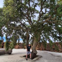 Cork tree