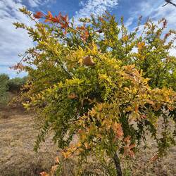 Pomegranate tree