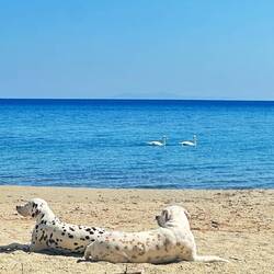 Wie süß die vier 🥰