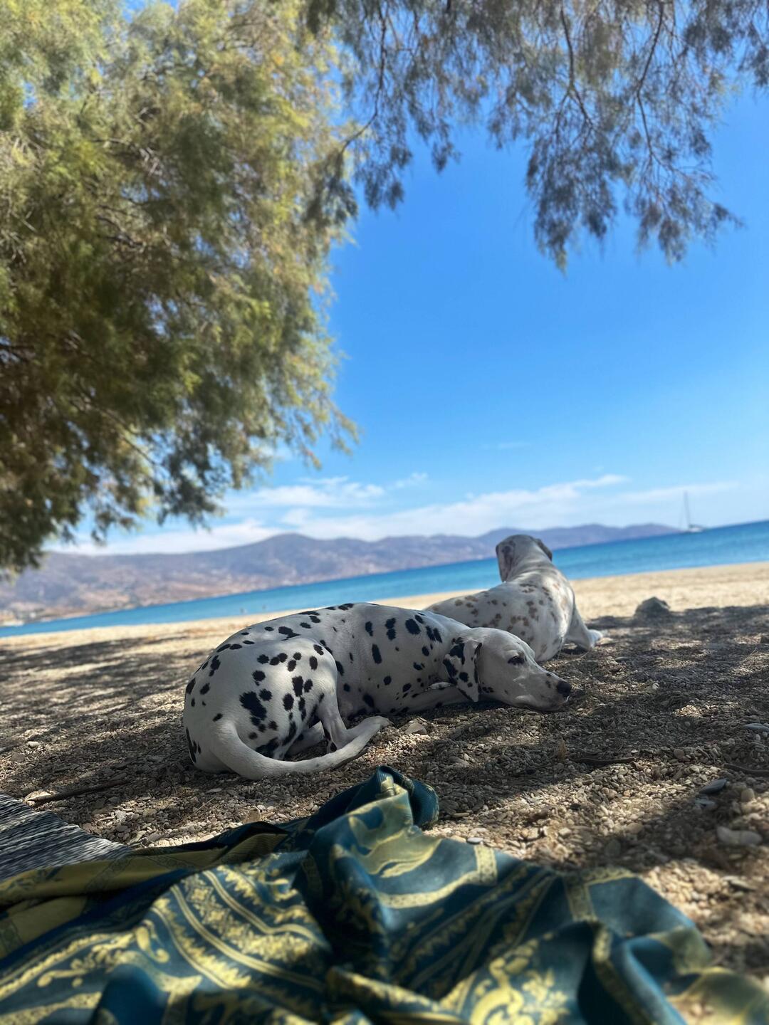 Unter den Pinienbäumen