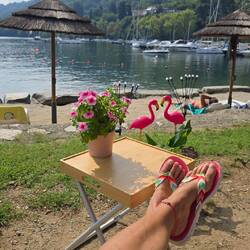 ... meine 🦩🦩 platziert