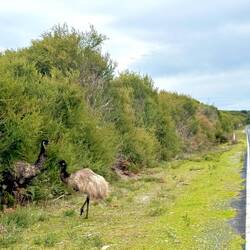 Why did the emus cross the road?