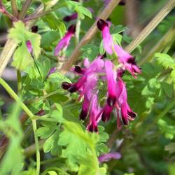 Fumaria? Whatever it is called, it is very delicate and very pretty