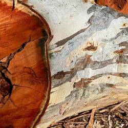 Why they're called 'red' gums: deep beautiful red cores