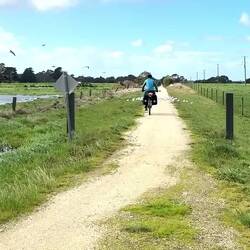 Flock of birds rise and fall