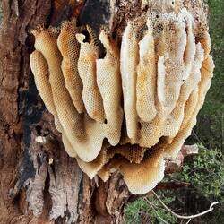 Natural beehive by the side of the road