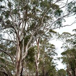 Big trees. Little Lilz