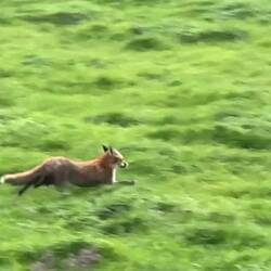 Fox we saw running beside the Great Southern Rail Trail
