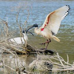 Australian Ibis.