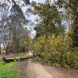 Great Southern Rail Trail, navigating around detritus and a fallen tree left by last night’s wind.