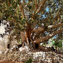 The fig tree requires a lot of care to survive in this climate. The leaves were used as postcards.