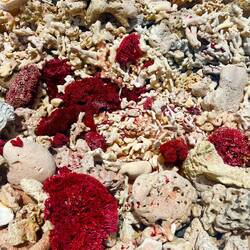 Korallen warum es die rote Farbe gibt