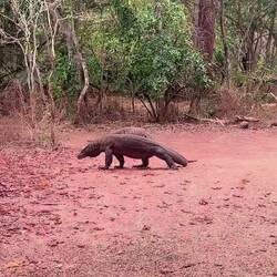 Komodos am Gehen