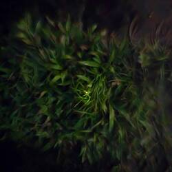 Glüehwürmli ❤️