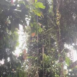 Das Grüsch isch vo öbis Ähnlichem wie e Grille 🦗