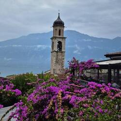 Auch bei der Bougainvillea zeigt sich langsam der Herbst