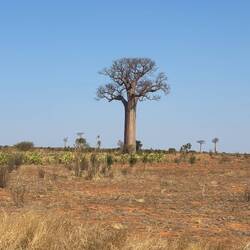 Baobab
